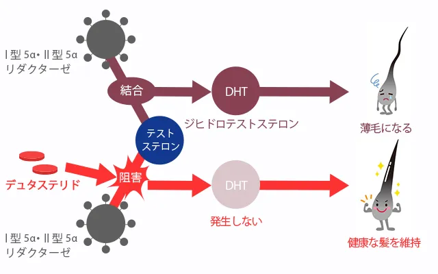 デュタステリドとAGAのメカニズム